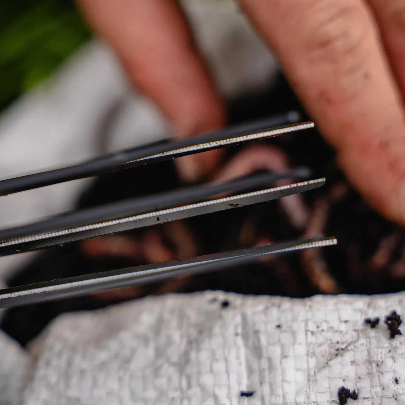 Avid Worm Choppers