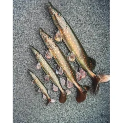 Fox Rage Ultra-Realistic Replicant