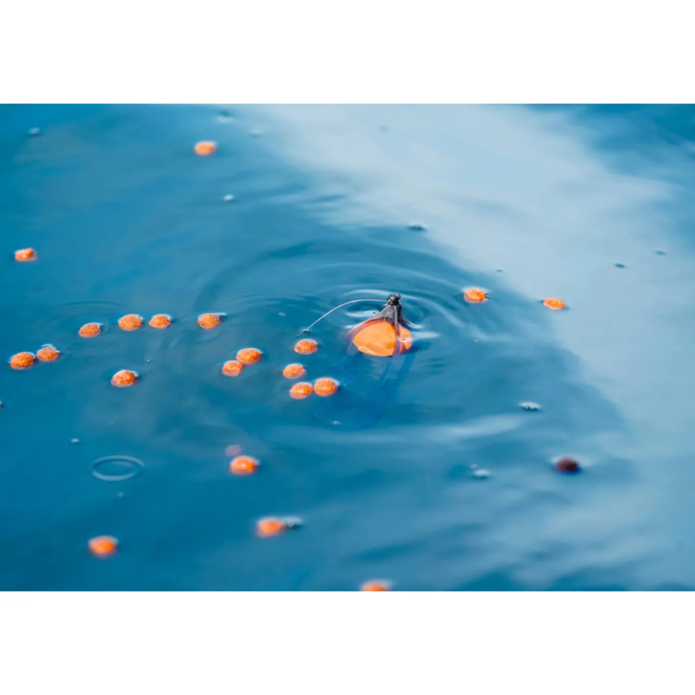 Korum Surface Feeder Float