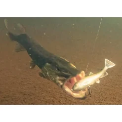 PulzBait
