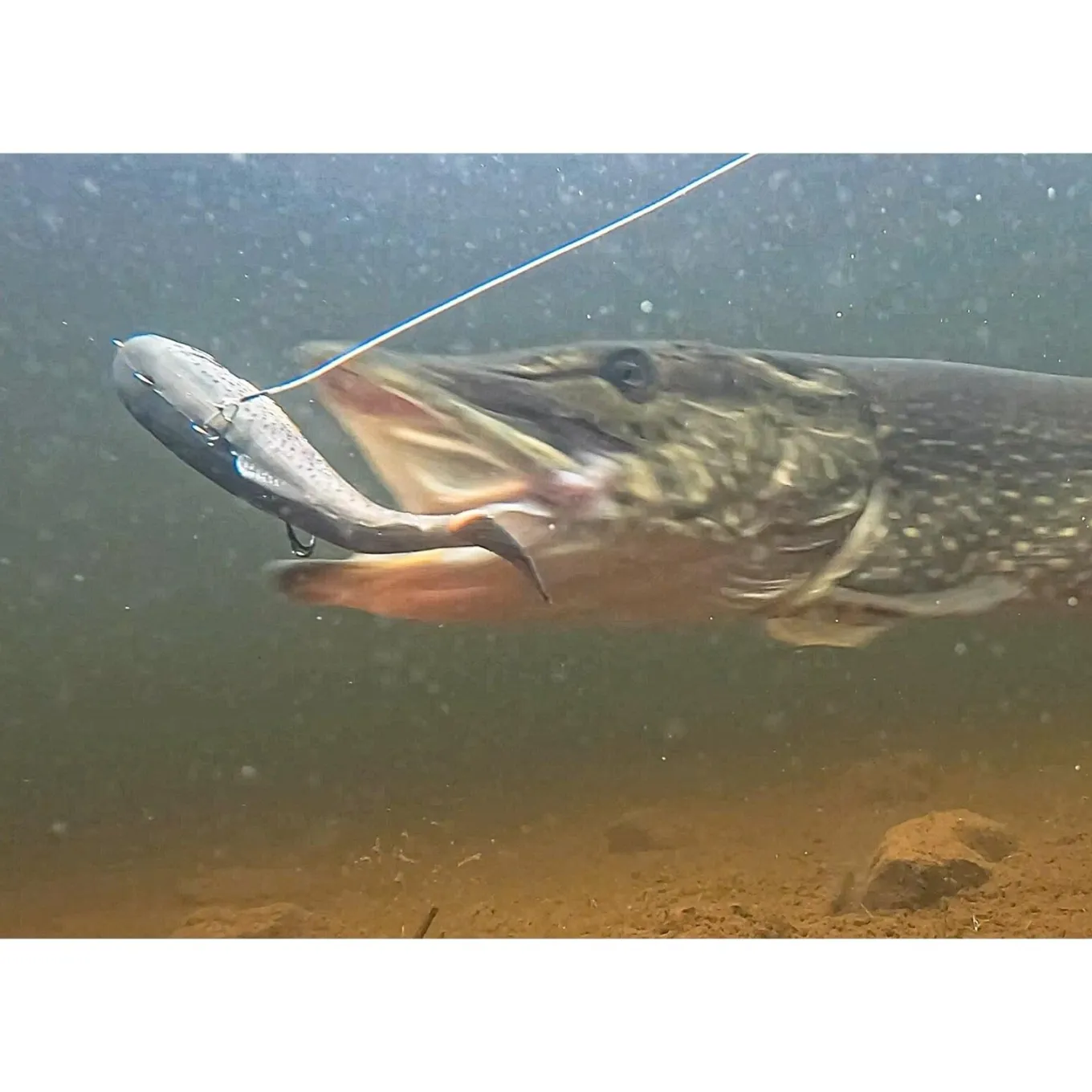 PulzBait