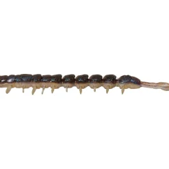 Westin Centipede Creaturebait