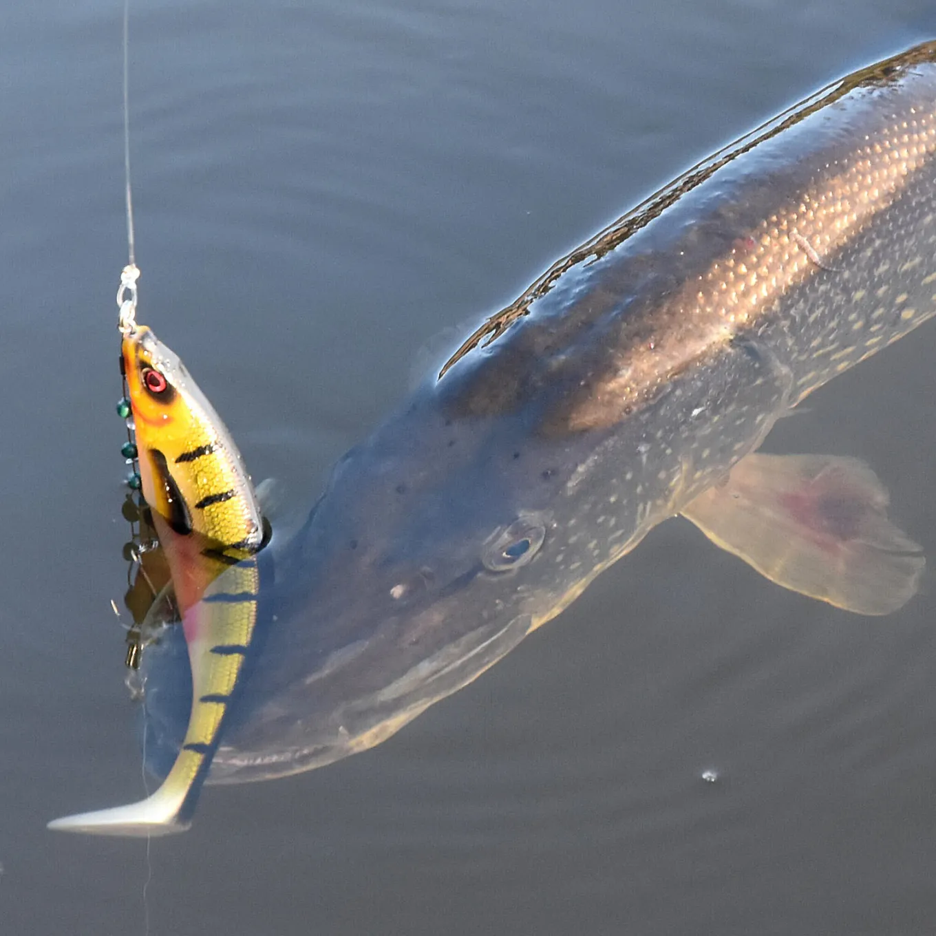 Westin ShadTeez